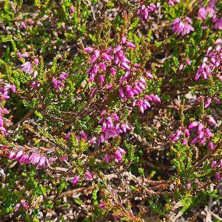 Haus Stehbock Сasa de vacaciones Partenen