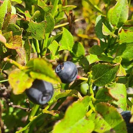 Сasa de vacaciones Haus Stehbock *