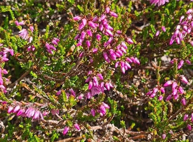 Haus Stehbock Vakantiehuis Partenen